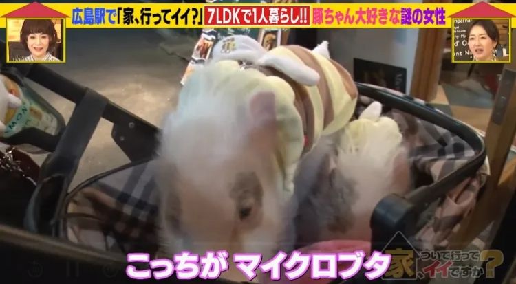 日本40岁女性住豪宅养猪猪，还因猪猪和明星结缘？深感幸福不想结婚，称“对男人没兴趣”…
