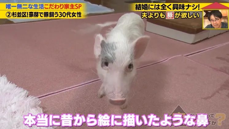 日本40岁女性住豪宅养猪猪，还因猪猪和明星结缘？深感幸福不想结婚，称“对男人没兴趣”…