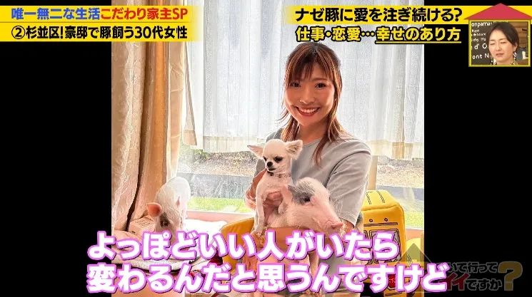 日本40岁女性住豪宅养猪猪，还因猪猪和明星结缘？深感幸福不想结婚，称“对男人没兴趣”…
