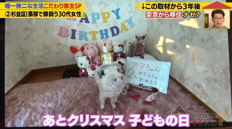 日本40岁女性住豪宅养猪猪，还因猪猪和明星结缘？深感幸福不想结婚，称“对男人没兴趣”…