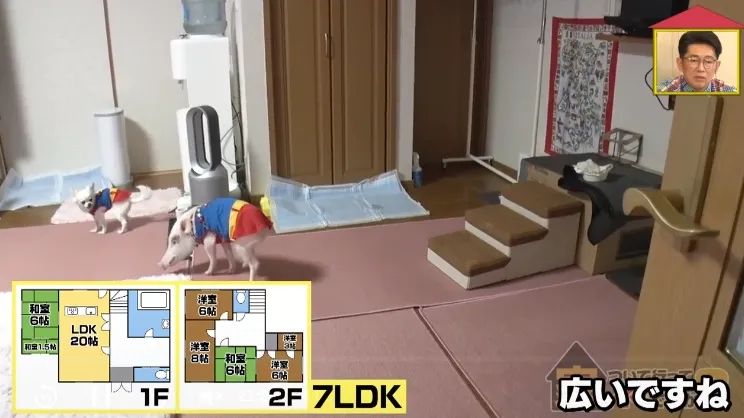 日本40岁女性住豪宅养猪猪，还因猪猪和明星结缘？深感幸福不想结婚，称“对男人没兴趣”…