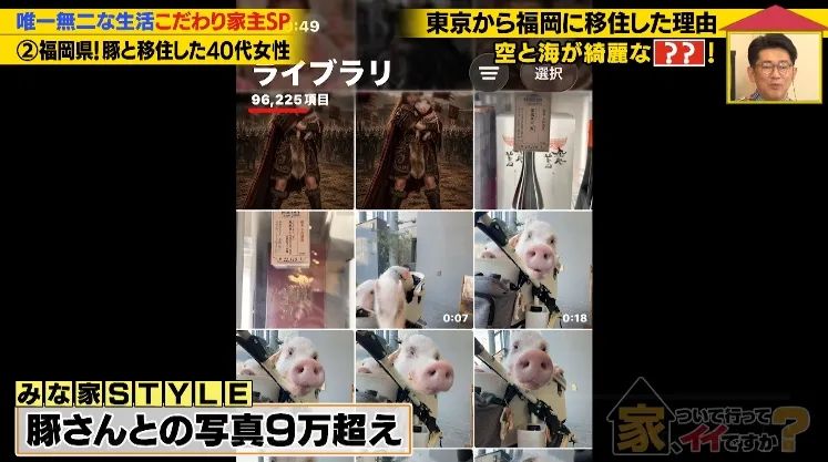 日本40岁女性住豪宅养猪猪，还因猪猪和明星结缘？深感幸福不想结婚，称“对男人没兴趣”…