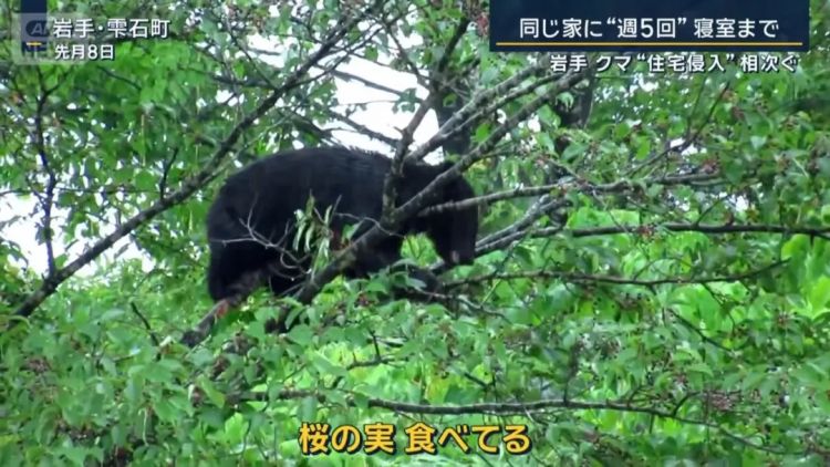 野猪街头打擂台,黑熊纵享“霸王餐”……日本迎来野生动物暑期“City Walk” 野猪街头打擂台,黑熊纵享“霸王餐”……日本迎来野生动物暑期“City Walk”