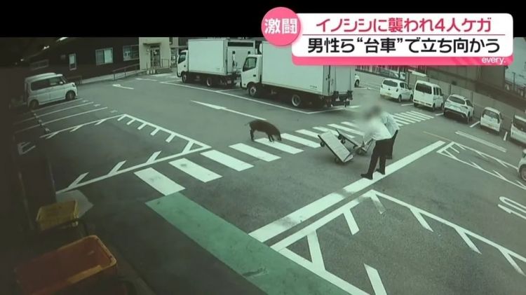 野猪街头打擂台,黑熊纵享“霸王餐”……日本迎来野生动物暑期“City Walk” 野猪街头打擂台,黑熊纵享“霸王餐”……日本迎来野生动物暑期“City Walk”