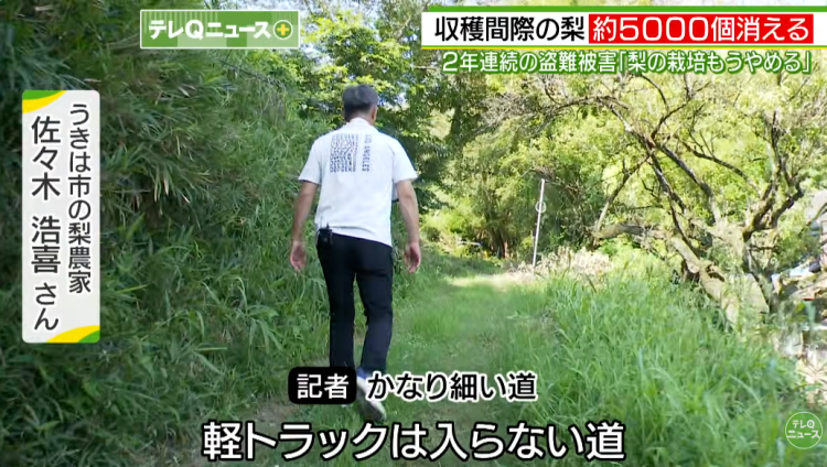 日本果园5000颗梨一夜被偷光,却有人转头在二手平台卖?!果农大哭:我不干了! 日本果园5000颗梨一夜被偷光,却有人转头在二手平台卖?!果农大哭:我不干了!