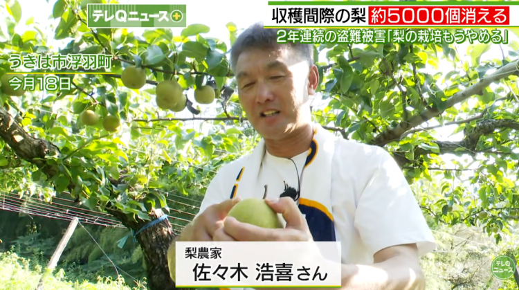 日本果园5000颗梨一夜被偷光,却有人转头在二手平台卖?!果农大哭:我不干了! 日本果园5000颗梨一夜被偷光,却有人转头在二手平台卖?!果农大哭:我不干了!