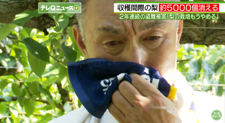 日本果园5000颗梨一夜被偷光,却有人转头在二手平台卖?!果农大哭:我不干了! 日本果园5000颗梨一夜被偷光,却有人转头在二手平台卖?!果农大哭:我不干了!