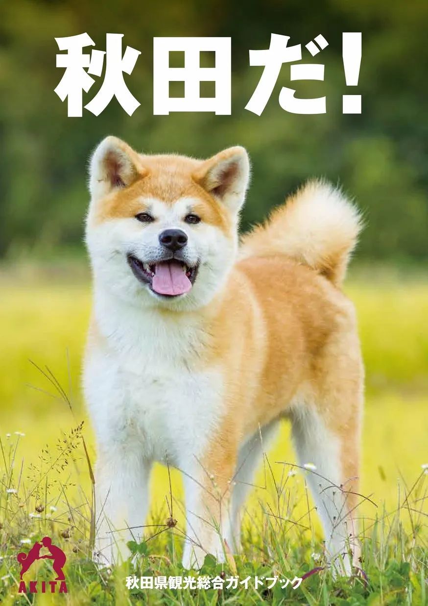 “ 忠犬八公” 的故乡秋田，除了汪星人还有什么可玩的？