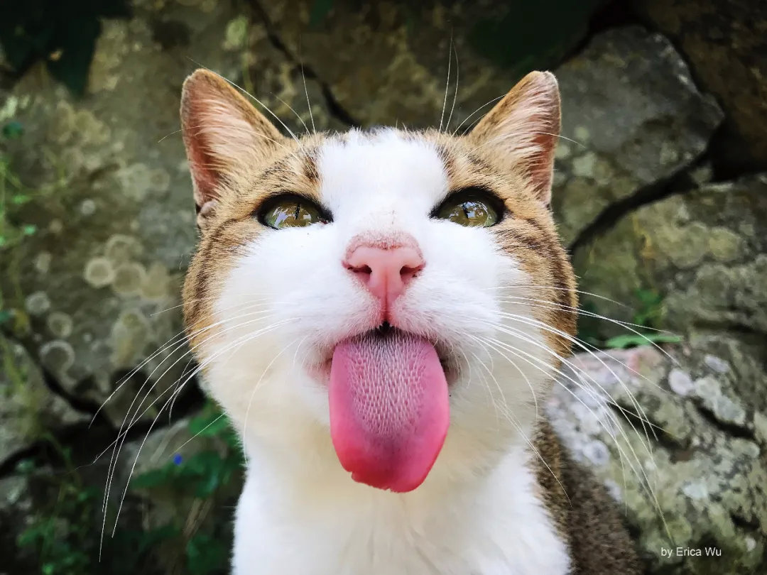 日本这些可以边旅游边吸猫的好地方，这次必须安利给你！